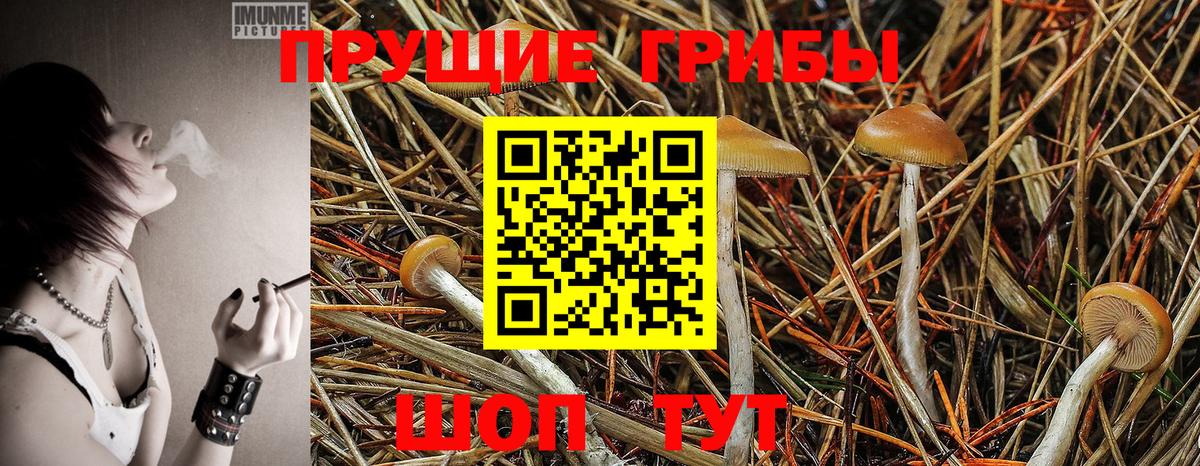 Псилоцибиновые грибы Psilocybe Северобайкальск